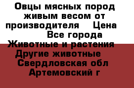Овцы мясных пород живым весом от производителя. › Цена ­ 110 - Все города Животные и растения » Другие животные   . Свердловская обл.,Артемовский г.